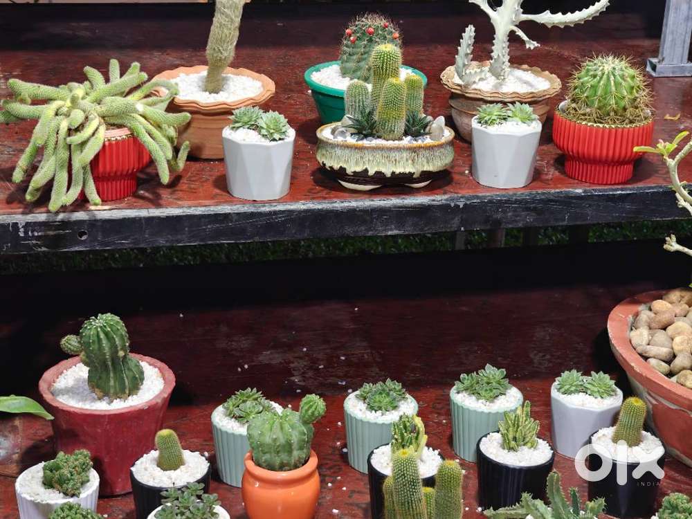 Wanted Sales girls for Plant Nursery & Aquarium, Mukkola Vizhinjam