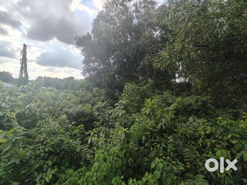 1 kani jayga babul chowmoni abong TU songlogno alakai jayga bikri hobe