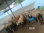 I am Mutton and chicken cutting master