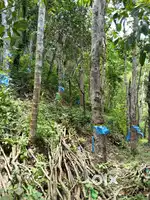 Rubber plantation for sale