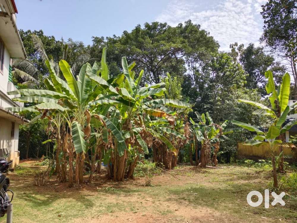 LAND IN KORATTY FOR SALE