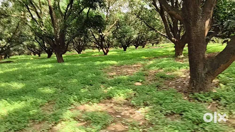 खेती, प्लॉटिंग और कमर्शियल हर काम की उपयुक्त के लिए जमीन बिकाऊ हैं
