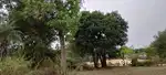 1.20 acres Farm land with road connectivity