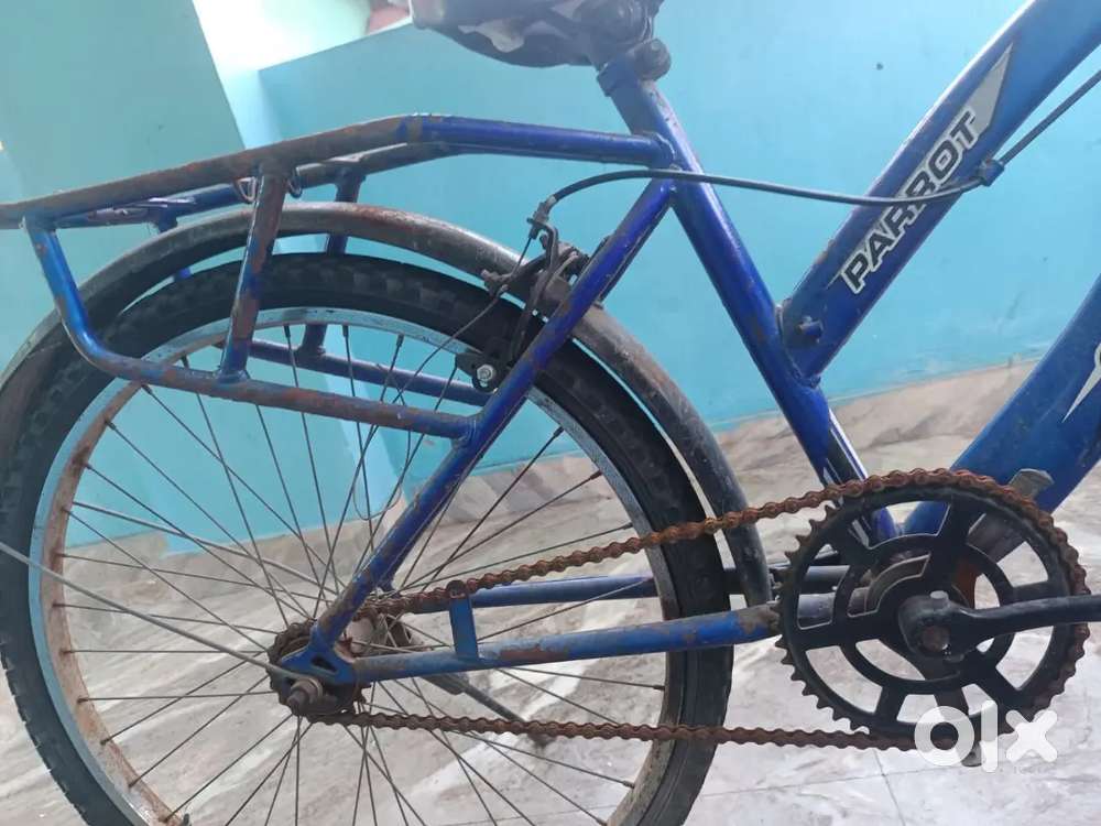 My cycle name stroke parrot iam purchase 6 month old