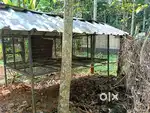 Patti koodu