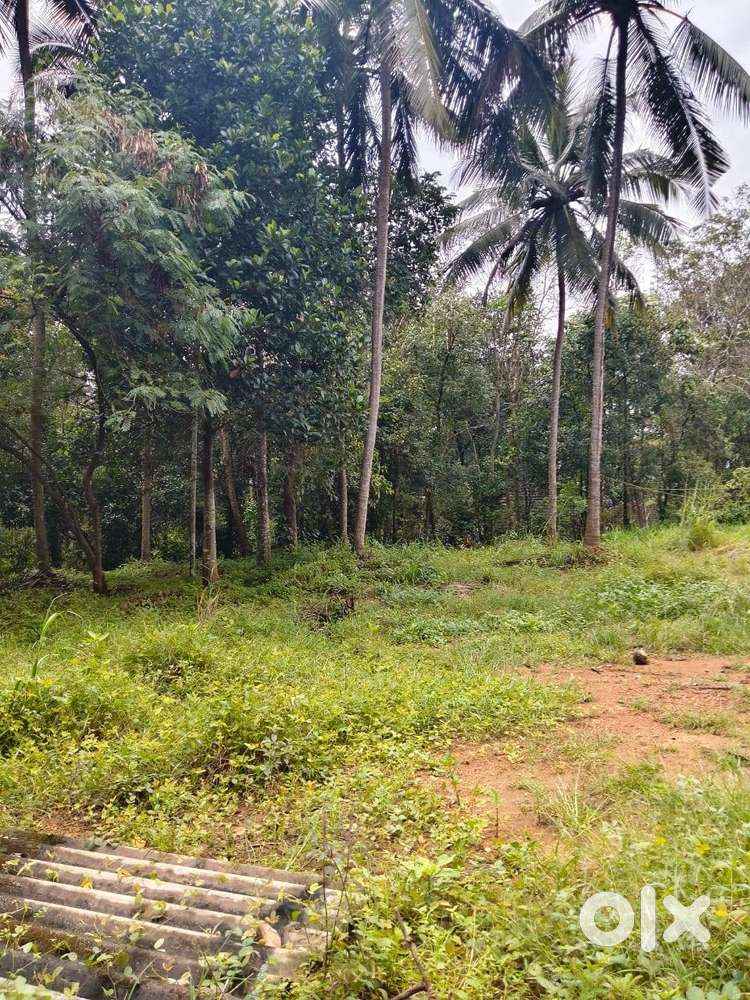 15.5 cent house plot for sale, Thenur