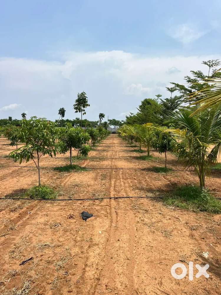 Farm land at Jinnaram. Very good opportunity for investment