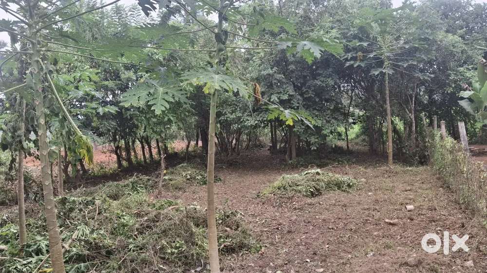 15 cent plot and 63 cent paddy field near to plot