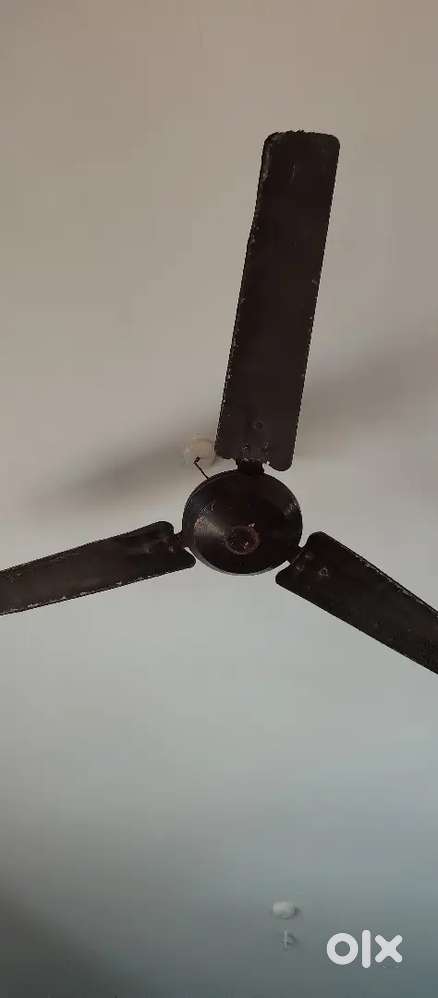 Ceiling fan in very cheap price