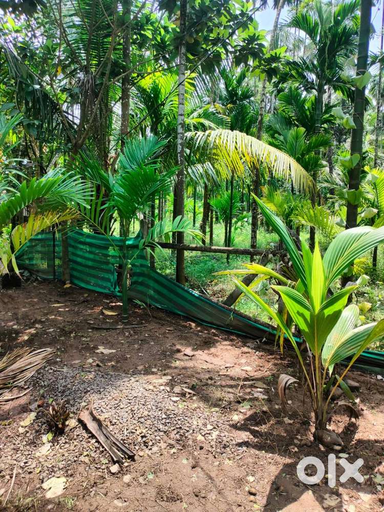 Wadi Road Touch Plot Sale in Alibaug Chaul near Beach