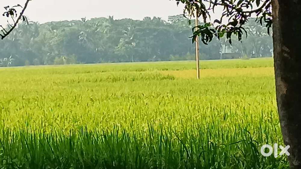 10 guntha Aggculture land