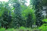 5 Acres Land with House for sale - Ideal for Cultivation or Resort