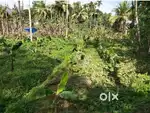 1.5 Acre വയൽ വില്പനക്ക്