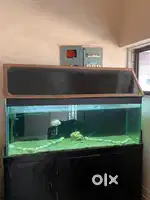 Fish aquarium