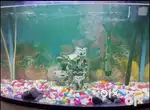 Imported Fish aquarium