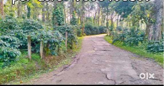 4 Acre Well-Maintained Arabica Coffee Plantation for Sale
