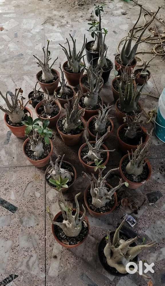 Adenium plant