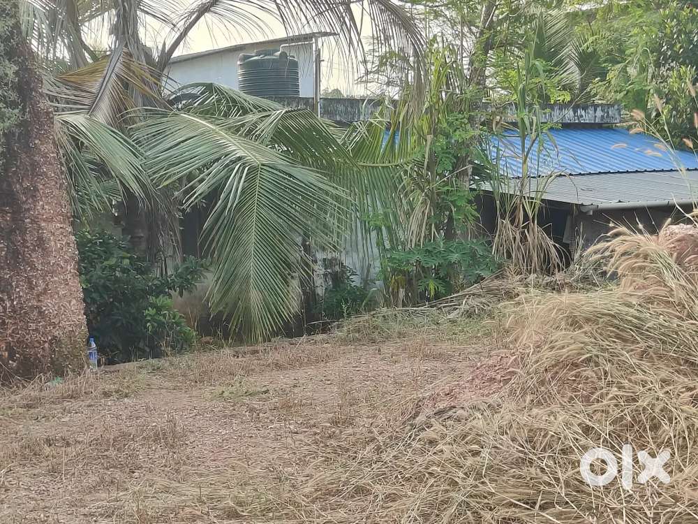 ചീമേനി ചെമ്പ്രകാനം മുണ്ട ബാങ്ക് സ്റ്റോപ്പിൽ Residential പ്ലോട്ട്