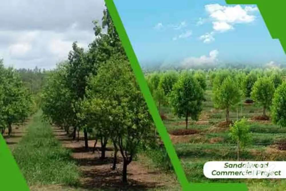 Sandal wood farming project Rs-3 Lakhs