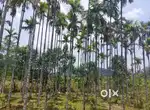 12 ACKRS COFFEE ESTATE FOR SALE