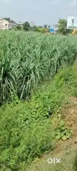 (MAWANA TOWN) 110 BIGHA BEST LOCATION LAND ONLY IN 30 PER BIGHA