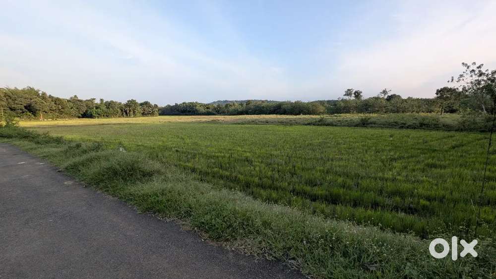 100 cent paddy field for sale