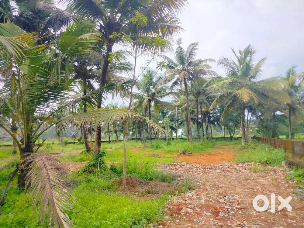 Aluva Kadungallur house plot for sale per cent 3.5 lakh