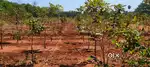 Kothavalasa scandal wood farm land project