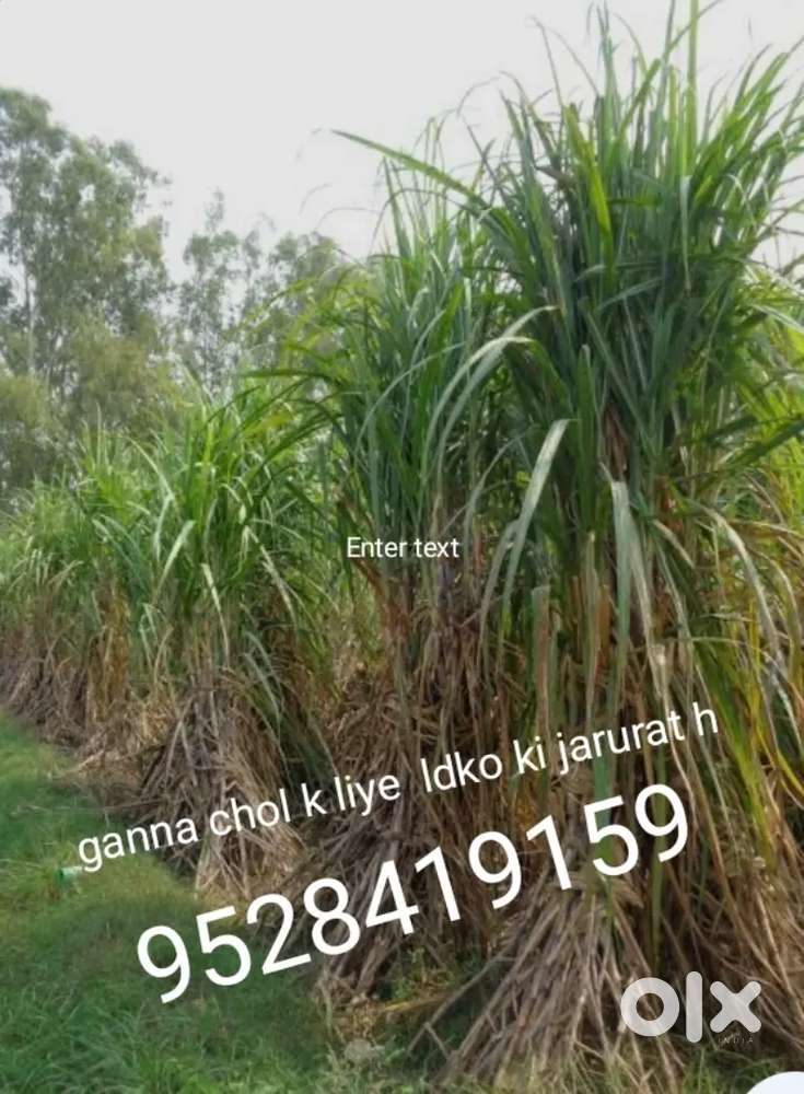 Ganna chol k liye 3 ldke chahiye