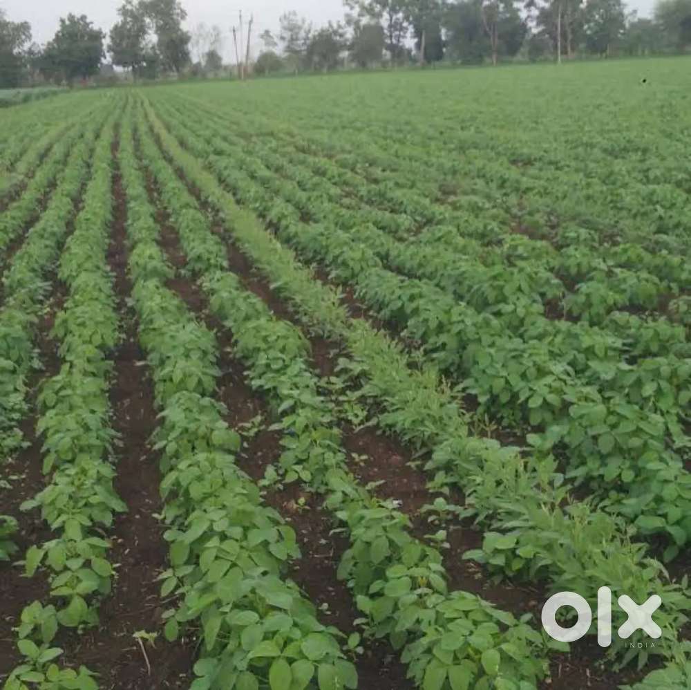 FREE LAND / मोफत शेती / जमीन / खेती / खेत