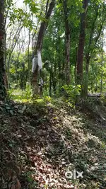 Rubber Trees Slaughter