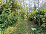 KODAIKKANAL - 3.50 ACRES - FARM HOUSE/EB/BORE/2000 TREES - ON TAR ROAD