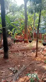 Alavil,colony gate 10cent plot