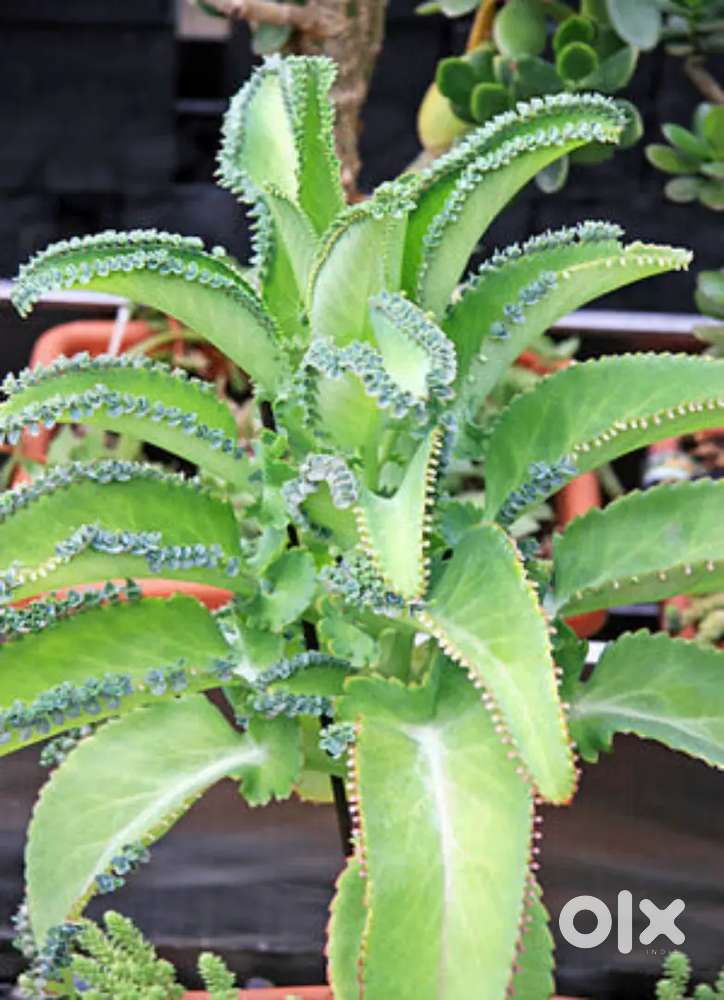 Plant for sale