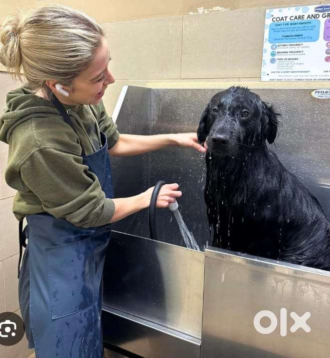 पेट ग्रूमिंग सैलून के लिए एक मेहनती लड़के की  ज़रूरत है।