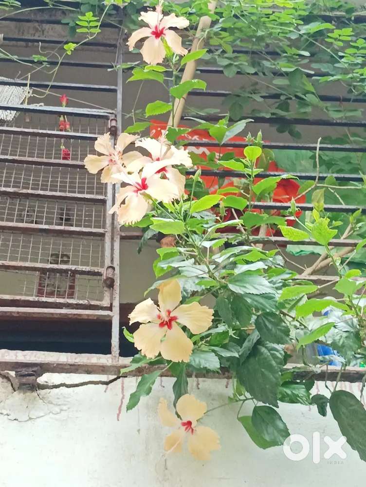 Room rent in Jadavpur