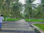 Excellent coconut trees farm land sale in othakalmandapam coimbatore