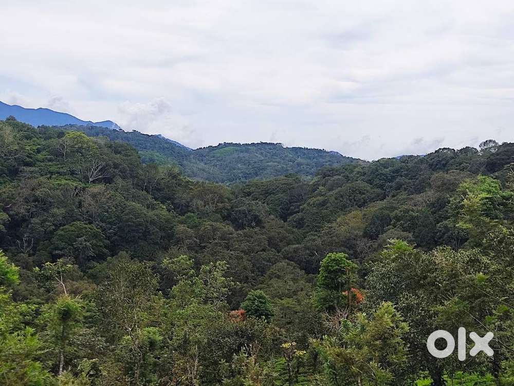 Your Dream Resort Location in the Hills of Perya Wayanad