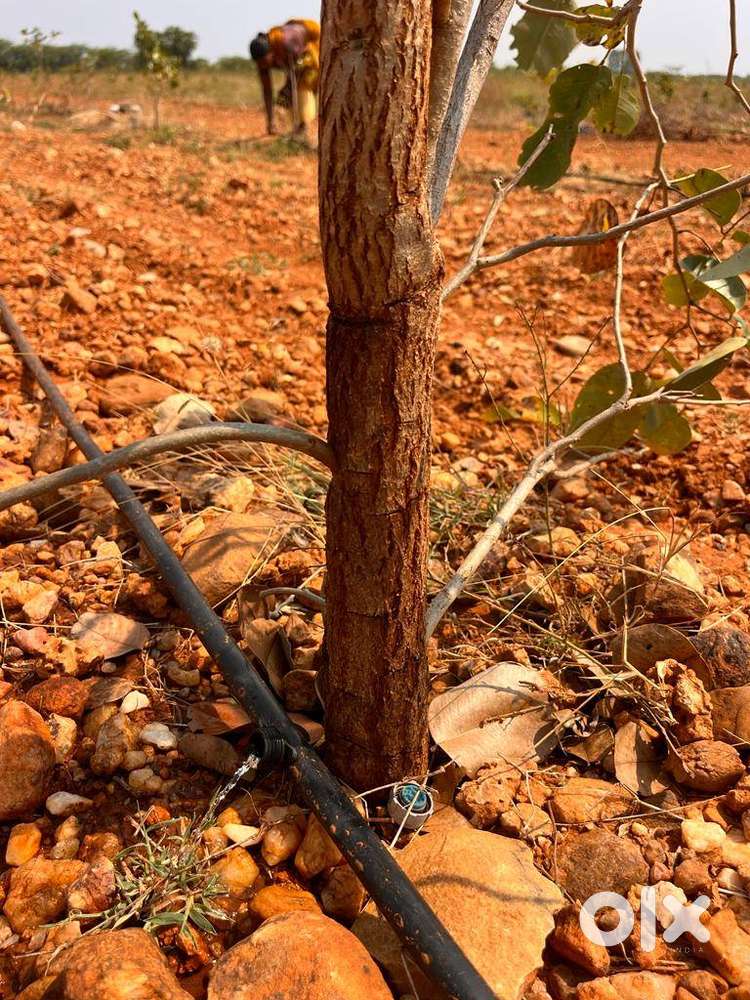 ₹10 లక్షలు పెట్టుబడి → ₹2.5 కోట్లు మించిన లాభం (0పన్ను రహితం)