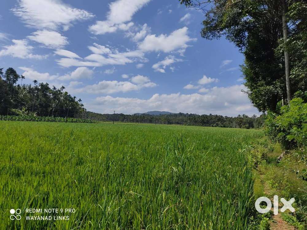 paddy views — your dream 1.25 acre land in Panamaram Wayanad
