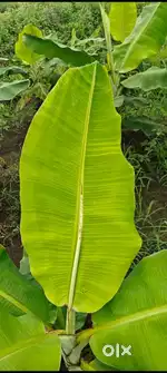 Banana  Leaf