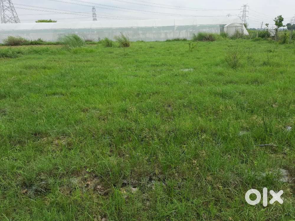 Plot for sale in pun pun(5.5lakh / katha)