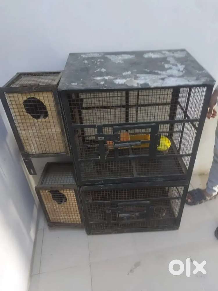 birds cage