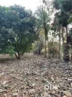 Empty mangoe farm for lease