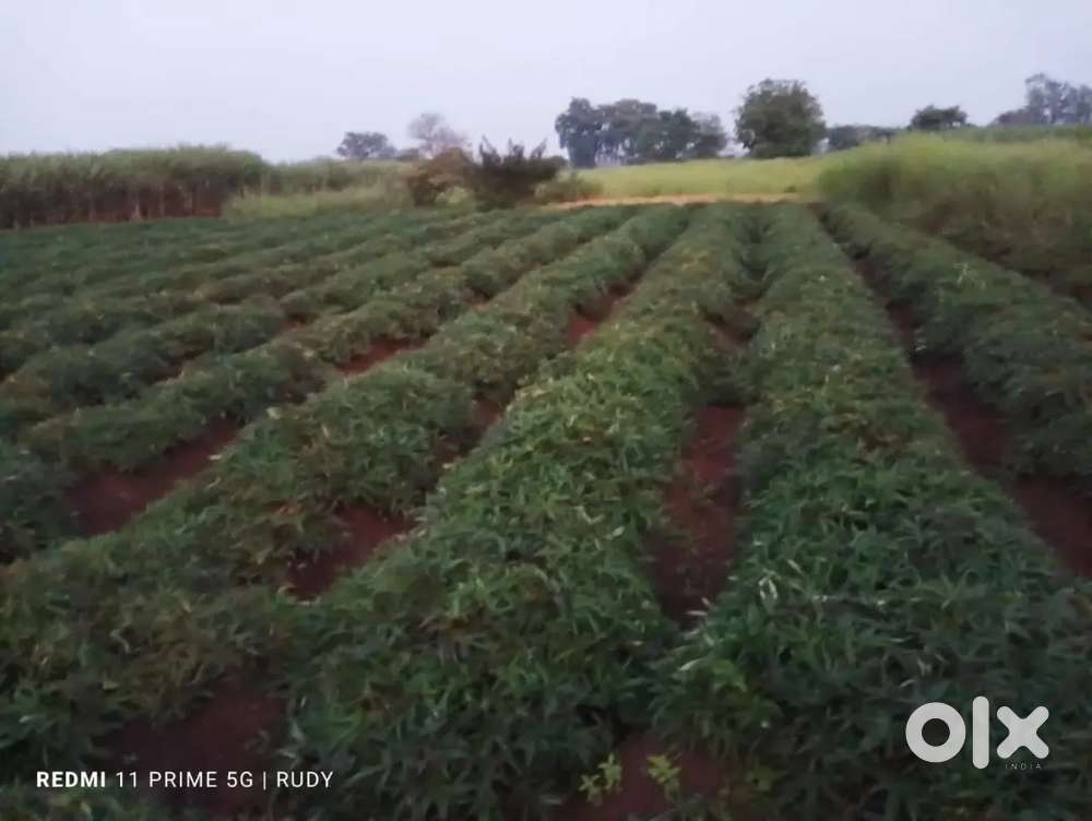 Belgaum- Savagaon village, 20 guntas farm plots for sale