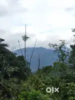 കണ്ണൂർ ഇരിട്ടിക്ക് സമീപം 161 സെൻറ് ഫലഭൂയിഷ്ഠ ഭൂമി – 2 വീടുകൾ ഉൾപ്പെടെ