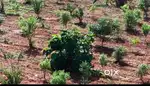 Managed Farm land  with Exotic Plantations @ Gauribidanur