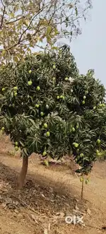 FARM Land Plots With Mango and Mixed Fruit Plantation @ BibiNagar