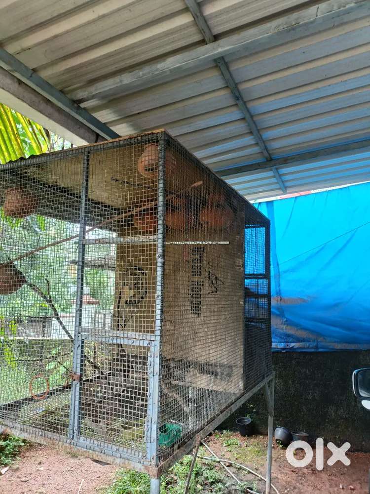 Used big bird nest
