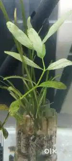 Aquarium plants